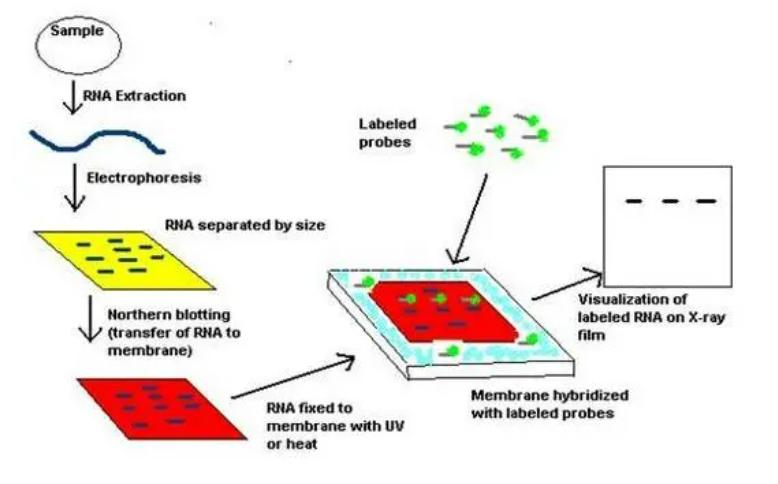 Northern blot